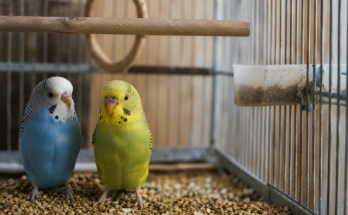 Complete Beginner Guide to Pet Bird Care