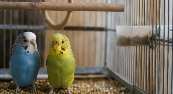 Complete Beginner Guide to Pet Bird Care