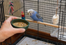 Daily Bird Care Routine for Healthy Pet Birds
