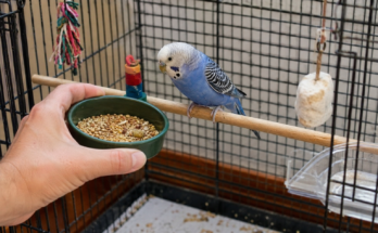 Daily Bird Care Routine for Healthy Pet Birds