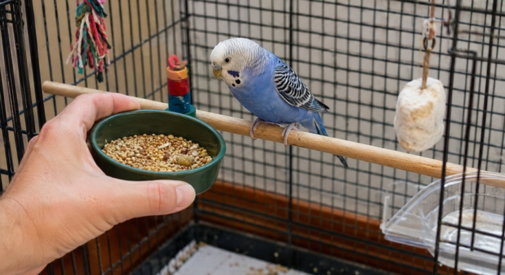 Daily Bird Care Routine for Healthy Pet Birds