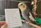 Common Mistakes New Bird Owners Make