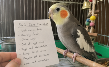 Common Mistakes New Bird Owners Make