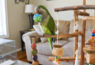 How to Keep Your Pet Bird Happy and Active