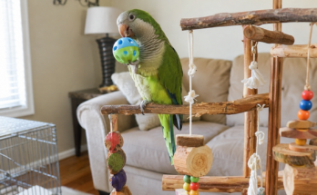 How to Keep Your Pet Bird Happy and Active
