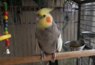 Essential Bird Care Tips Every Owner Should Know