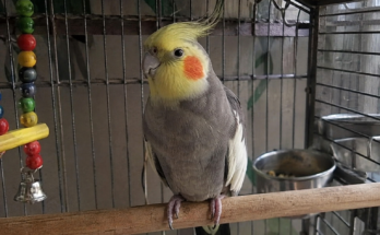 Essential Bird Care Tips Every Owner Should Know