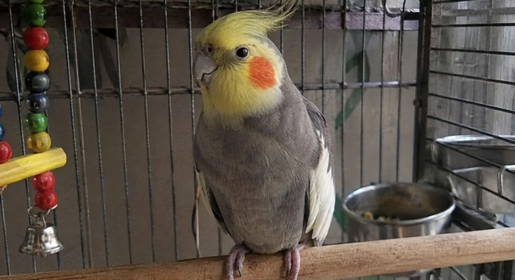 Essential Bird Care Tips Every Owner Should Know