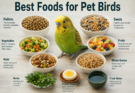 Best Foods for Pet Birds