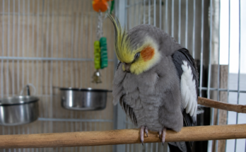 Signs Your Pet Bird Is Sick