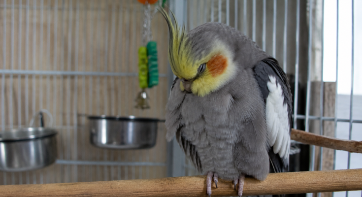 Signs Your Pet Bird Is Sick
