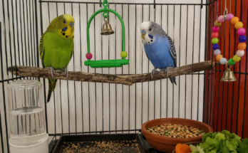 How to Keep Your Bird Healthy All Year
