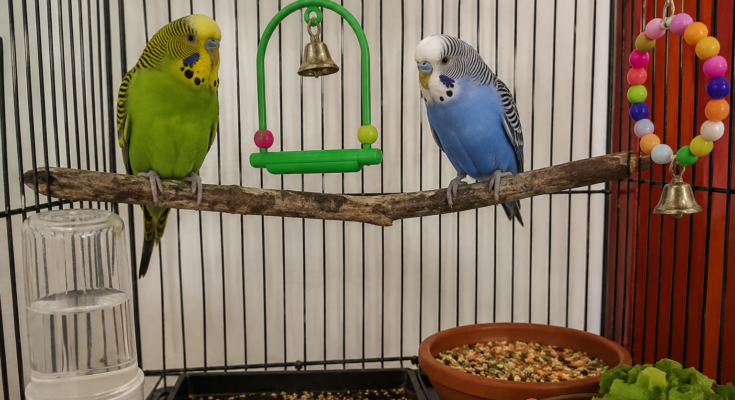 How to Keep Your Bird Healthy All Year