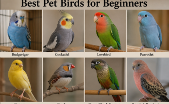 Best Pet Birds for Beginners
