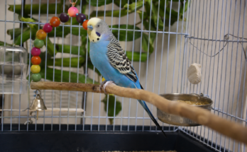 Budgie Care Guide