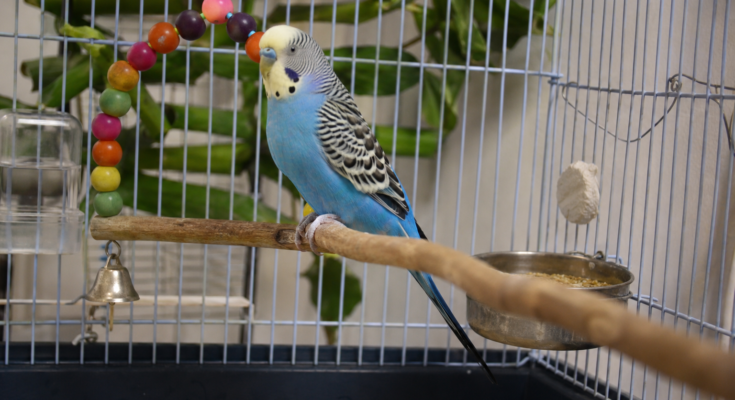 Budgie Care Guide