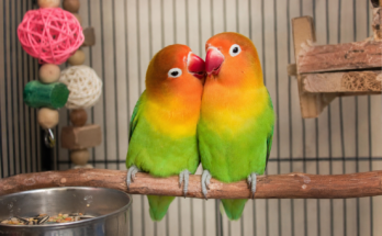 Lovebird Care Guide