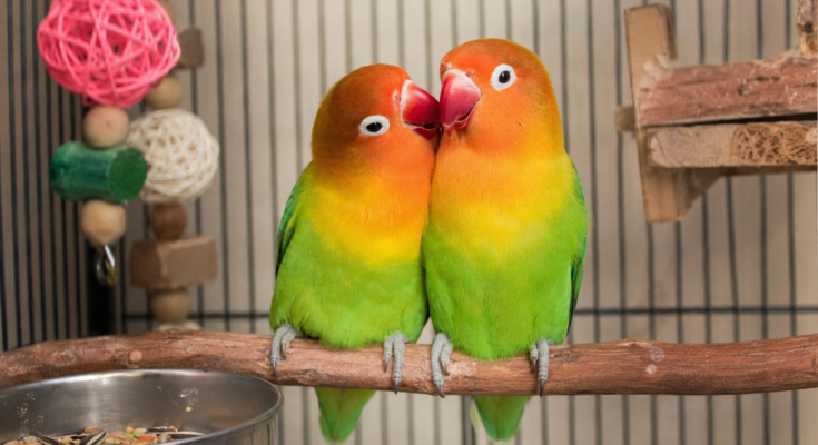 Lovebird Care Guide