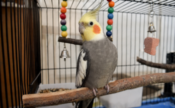 Cockatiel Care Guide