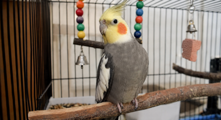 Cockatiel Care Guide