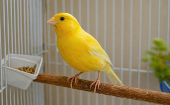 Canary Bird Care Guide