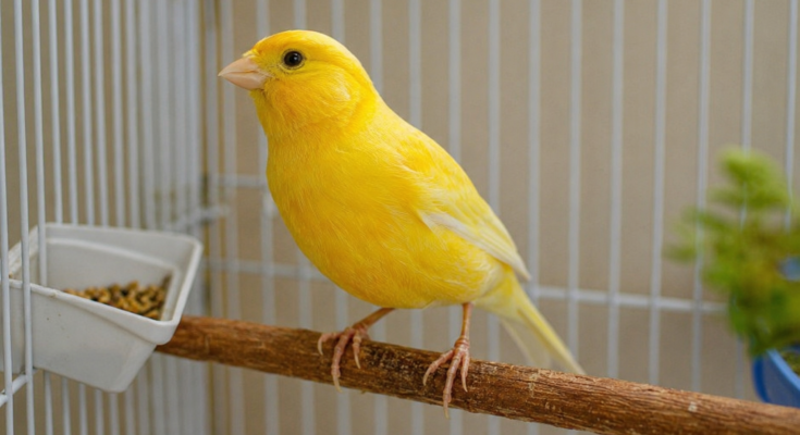 Canary Bird Care Guide