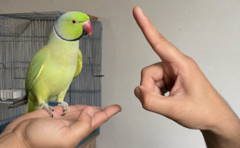 How to Train Your Pet Bird
