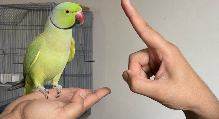 How to Train Your Pet Bird