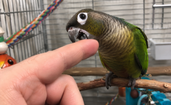 Why Do Pet Birds Bite? Complete Guide to Understanding and Stopping Bird Biting