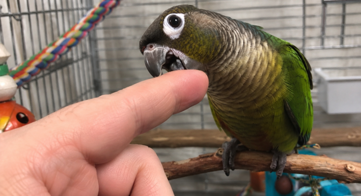 Why Do Pet Birds Bite? Complete Guide to Understanding and Stopping Bird Biting