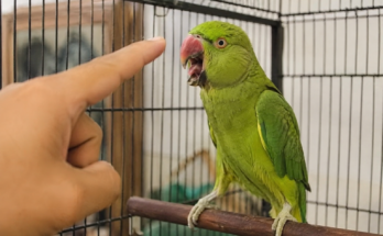 How to Stop a Bird from Screaming