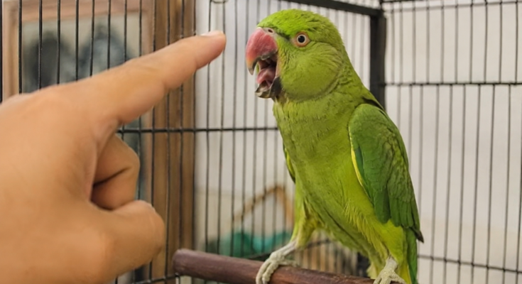 How to Stop a Bird from Screaming