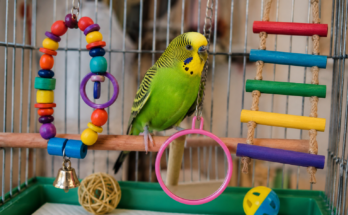 Fun Toys and Activities for Pet Birds