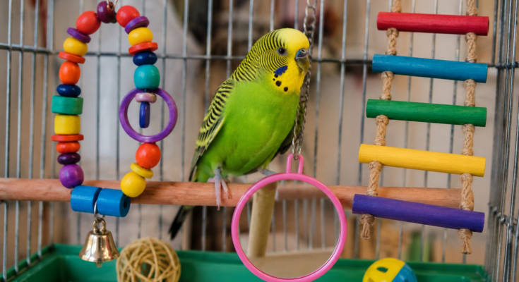 Fun Toys and Activities for Pet Birds